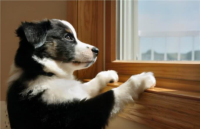 狗狗晚上如果有这些行为,说明它要休息了,最好不要打扰它