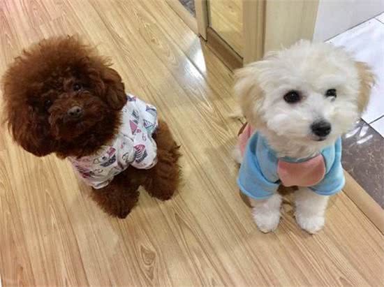 狗狗吵闹太烦人,为你揭秘十种让狗狗安静的有效办法