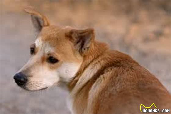 狗狗吵闹太烦人,为你揭秘十种让狗狗安静的有效办法