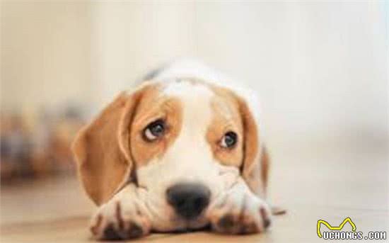 狗狗吵闹太烦人,为你揭秘十种让狗狗安静的有效办法