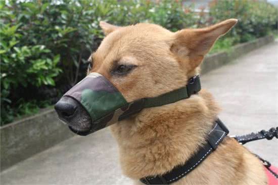 狗狗吵闹太烦人,为你揭秘十种让狗狗安静的有效办法