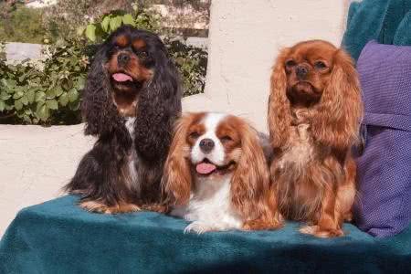 萌宠汇:世界唯一以皇族姓氏命名的犬种