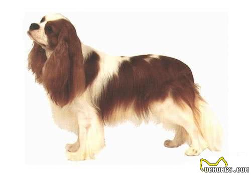 萌宠汇:世界唯一以皇族姓氏命名的犬种