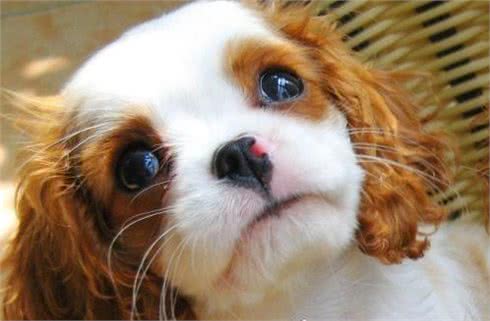 萌宠汇:世界唯一以皇族姓氏命名的犬种