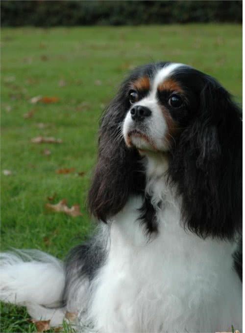 萌宠汇:世界唯一以皇族姓氏命名的犬种