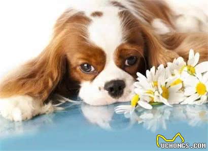 萌宠汇:世界唯一以皇族姓氏命名的犬种