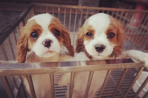 萌宠汇:世界唯一以皇族姓氏命名的犬种