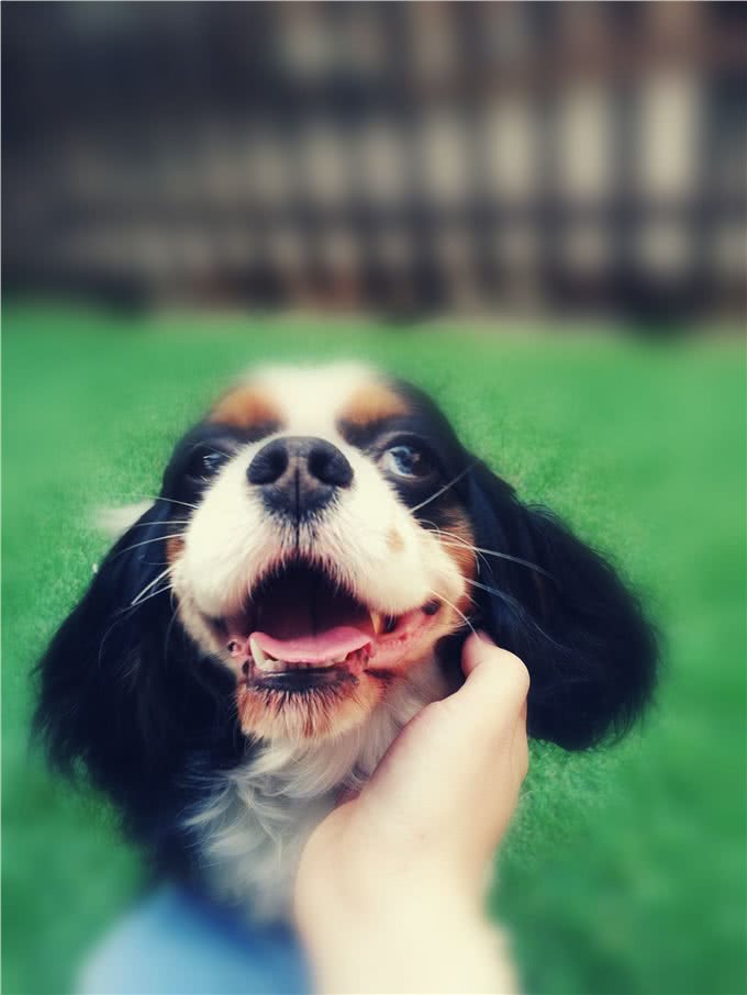 萌宠汇:世界唯一以皇族姓氏命名的犬种