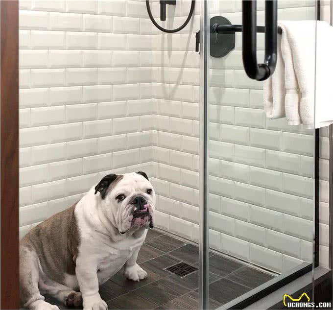 想要养好斗牛犬!这四点功课要做足!