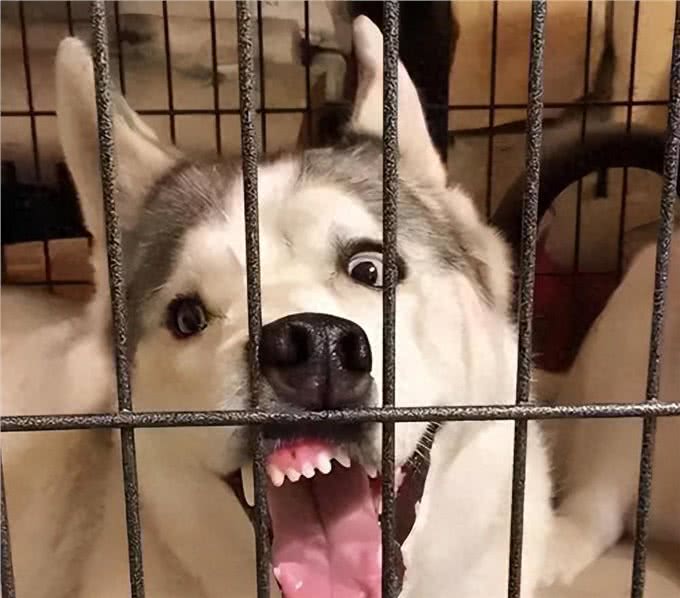 揭秘!狗狗不满情绪大揭秘:主宠关系危机?