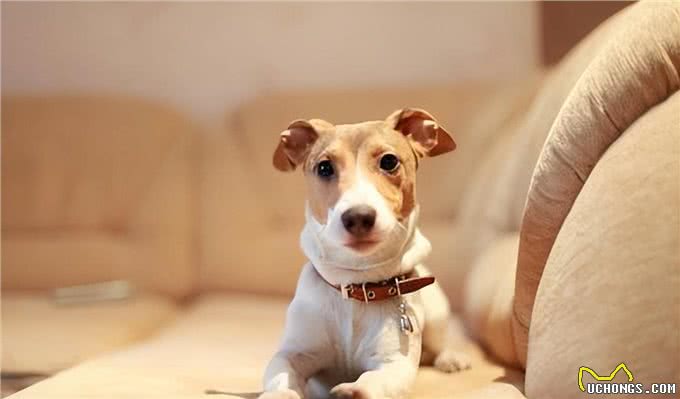 揭秘!狗狗不满情绪大揭秘:主宠关系危机?