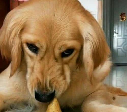 揭秘!狗狗不满情绪大揭秘:主宠关系危机?