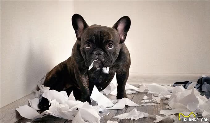 揭秘!狗狗不满情绪大揭秘:主宠关系危机?