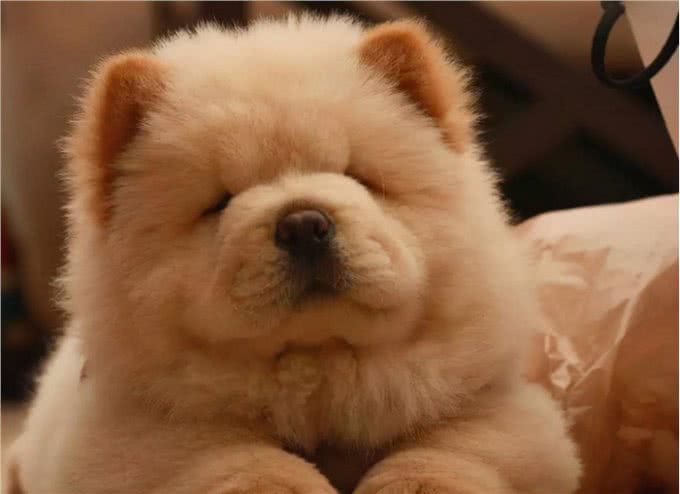 养松狮犬的6大,你喜欢吗?