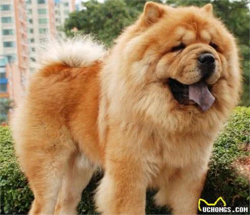 养松狮犬的6大,你喜欢吗?