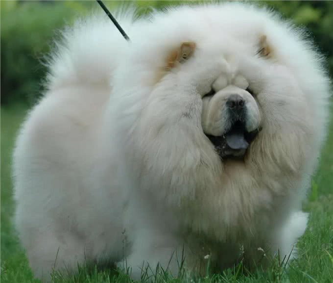 养松狮犬的6大,你喜欢吗?