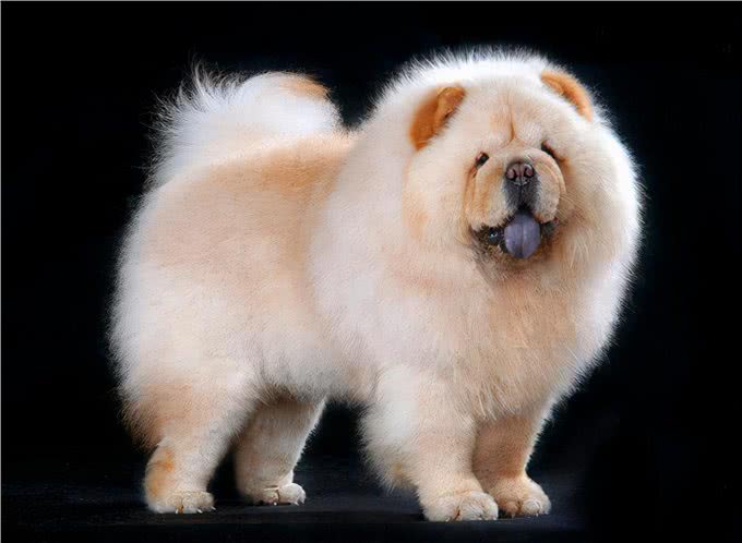 养松狮犬的6大,你喜欢吗?