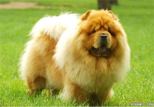 养松狮犬的6大,你喜欢吗?