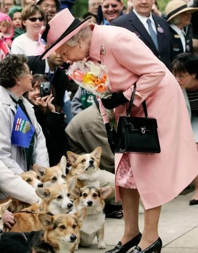 宠猫宠狗的最高境界,送它们去从政