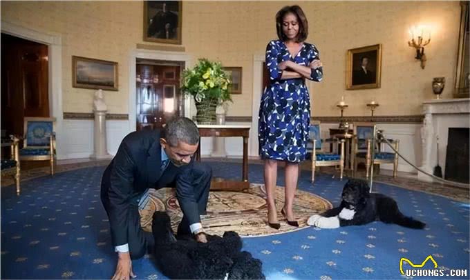 宠猫宠狗的最高境界,送它们去从政