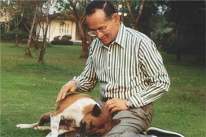 宠猫宠狗的最高境界,送它们去从政