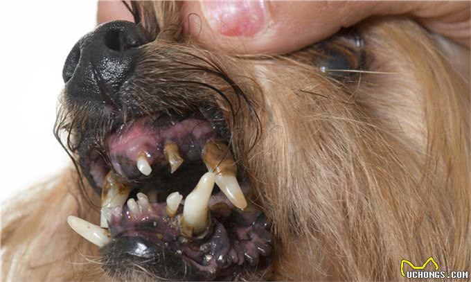 老年犬的口腔疾病