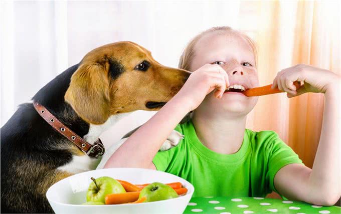 老年犬的口腔疾病