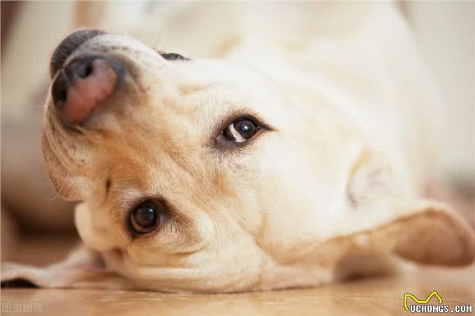 狗对声音太敏感怎么办