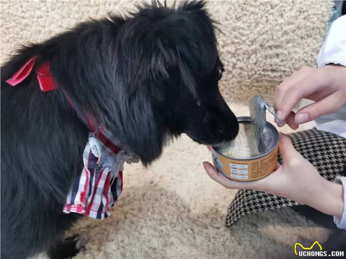 狗粮吃腻了想换新口味?3款狗零食罐头测评,让你更宠爱主子