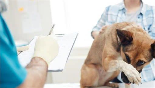 狗狗呕吐是怎么回事?该怎么办?