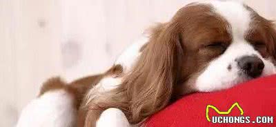 狗狗呕吐是怎么回事?该怎么办?