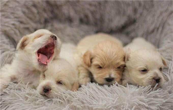 小狗起什么名字好听