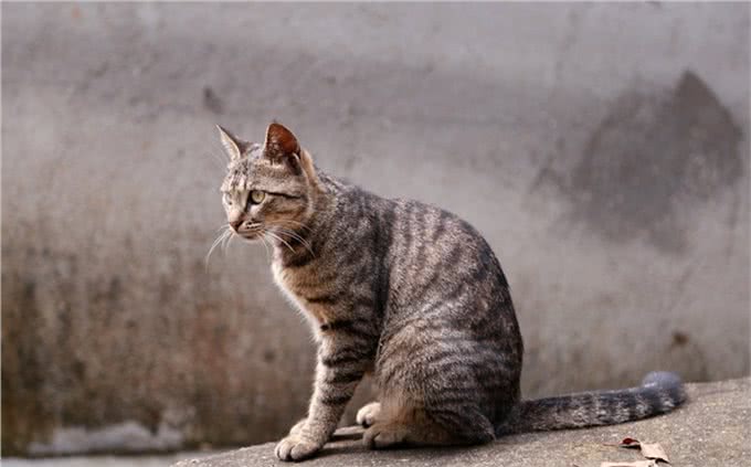 喵中之最狸花猫,如此优秀,但为啥很少有人饲养呢