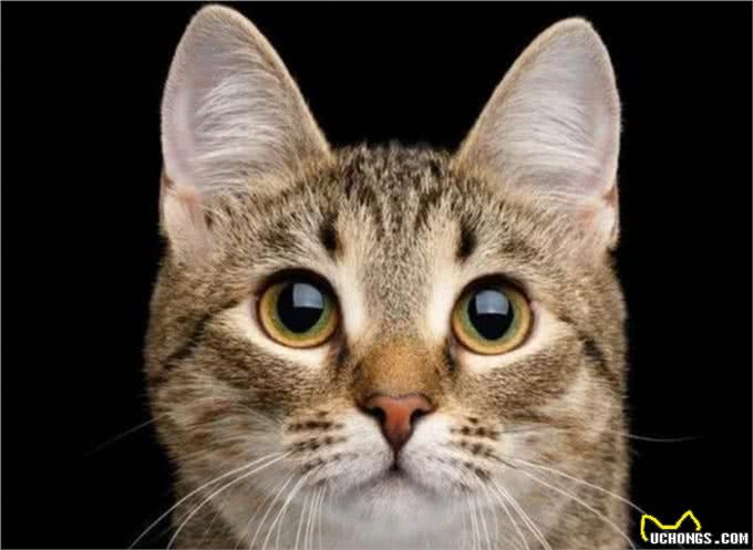 喵中之最狸花猫,如此优秀,但为啥很少有人饲养呢