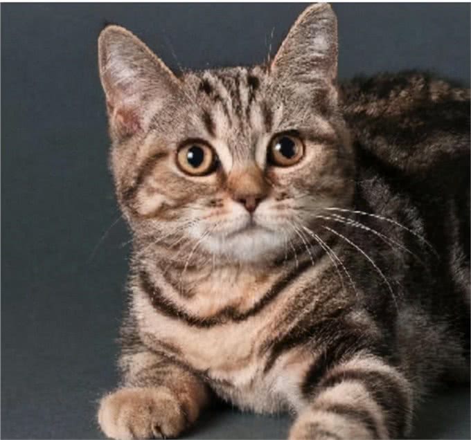 喵中之最狸花猫,如此优秀,但为啥很少有人饲养呢