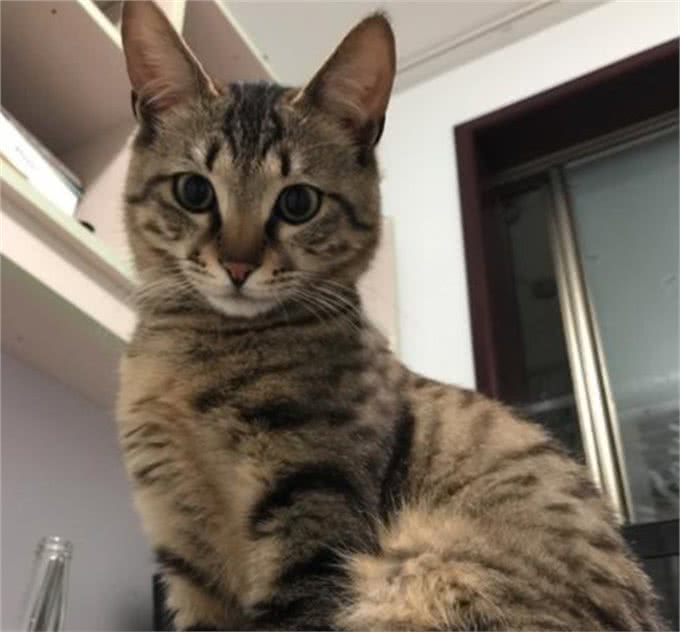 喵中之最狸花猫,如此优秀,但为啥很少有人饲养呢