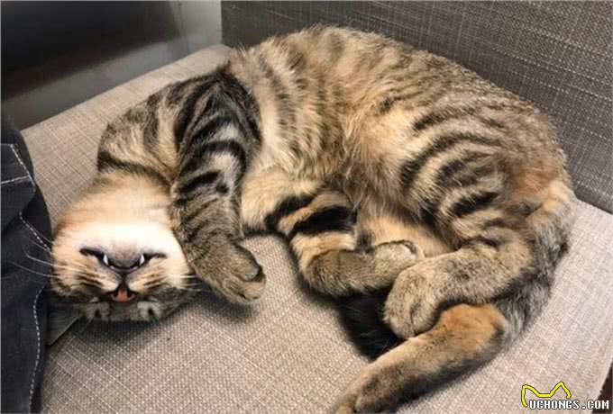 喵中之最狸花猫,如此优秀,但为啥很少有人饲养呢