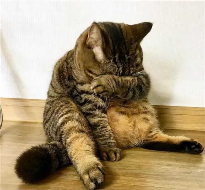 喵中之最狸花猫,如此优秀,但为啥很少有人饲养呢