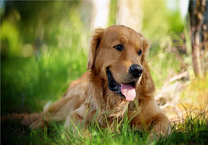 养狗心得:狗体内有虫有什么症状?处理寄生虫怎么办比较快?