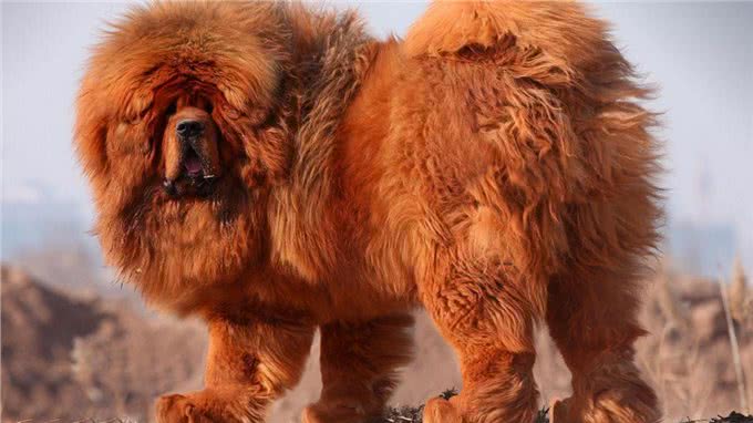 藏獒战斗力到底有多强?多少藏獒能干掉一只老虎?网友:至少20只