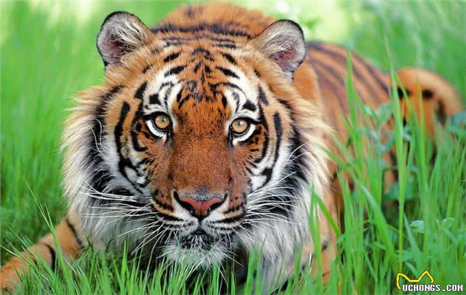 藏獒战斗力到底有多强?多少藏獒能干掉一只老虎?网友:至少20只