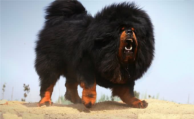 藏獒战斗力到底有多强?多少藏獒能干掉一只老虎?网友:至少20只