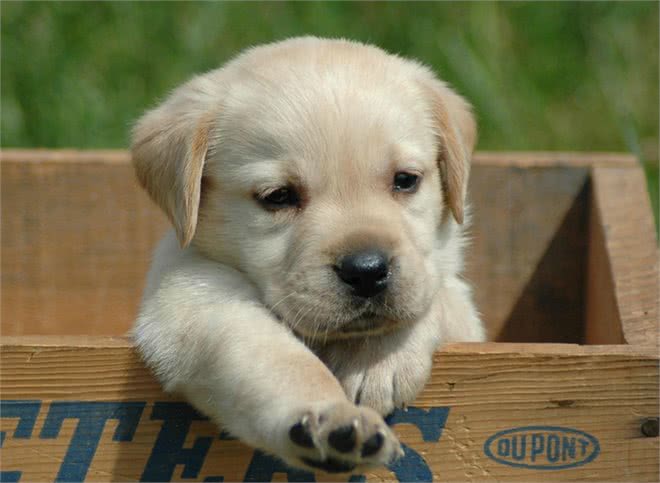 拉布拉多的优点多的数不过来,可怎么才能缓解它破坏家具的行为呢