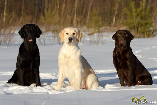 拉布拉多的优点多的数不过来,可怎么才能缓解它破坏家具的行为呢