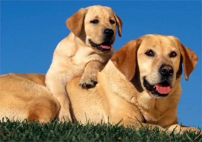 拉布拉多的优点多的数不过来,可怎么才能缓解它破坏家具的行为呢