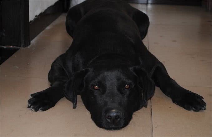 拉布拉多的优点多的数不过来,可怎么才能缓解它破坏家具的行为呢