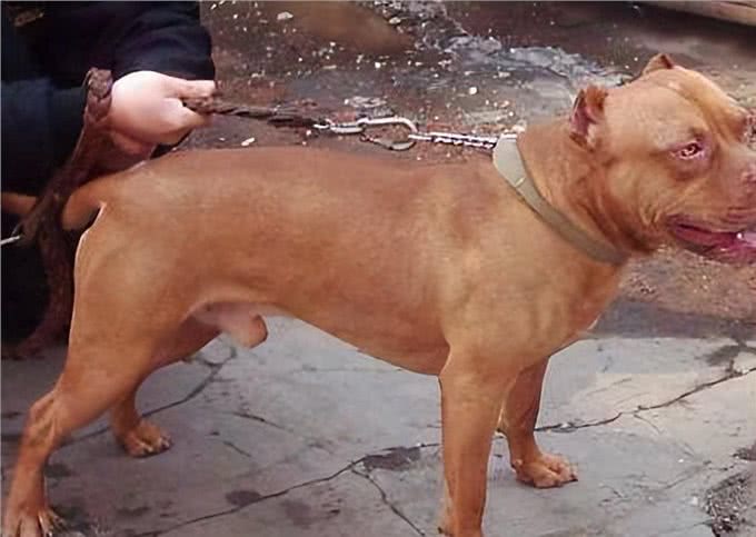 美国最威猛的猎犬!比特犬不是对手,街头恶霸犬只能靠边站