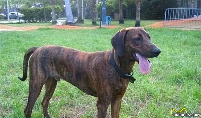 美国最威猛的猎犬!比特犬不是对手,街头恶霸犬只能靠边站