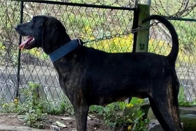 美国最威猛的猎犬!比特犬不是对手,街头恶霸犬只能靠边站