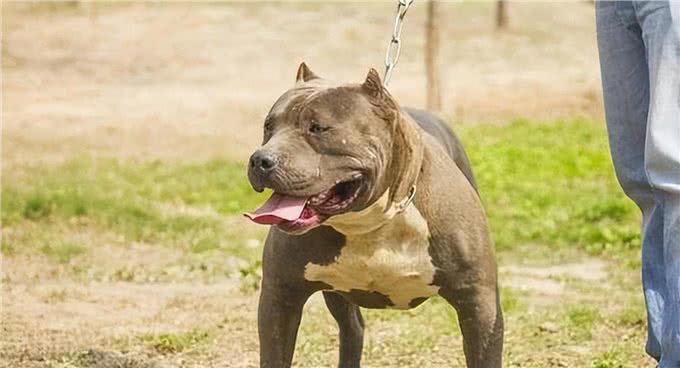 美国最威猛的猎犬!比特犬不是对手,街头恶霸犬只能靠边站